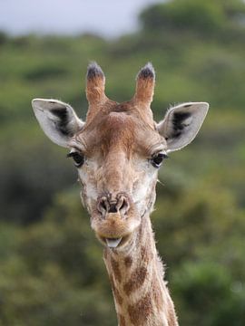 Giraffe in Zuid-Afrika van HGU Foto