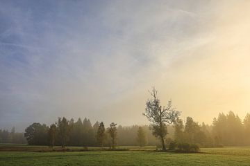 Matin d'automne à Irndorfer Hardt - Parc naturel du Haut-Danube sur BlattArt - Christine Horn