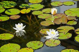 Weiße Seerosen