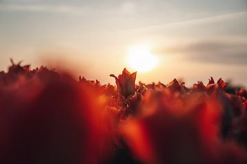 Tulp bij zonsondergang