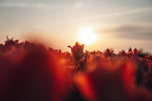 Tulip at sunset