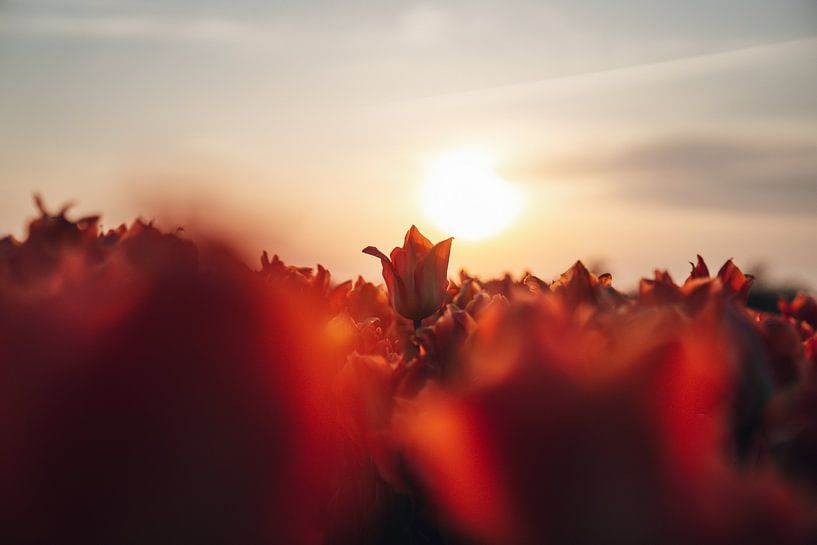 Tulp bij zonsondergang van Yorick Leusink