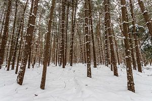 Forêt d'hiver 3 sur Albert Mendelewski