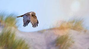 Marsh harrier by Anton Kloof