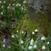 Sneeuwvlok bloemen in de weiden