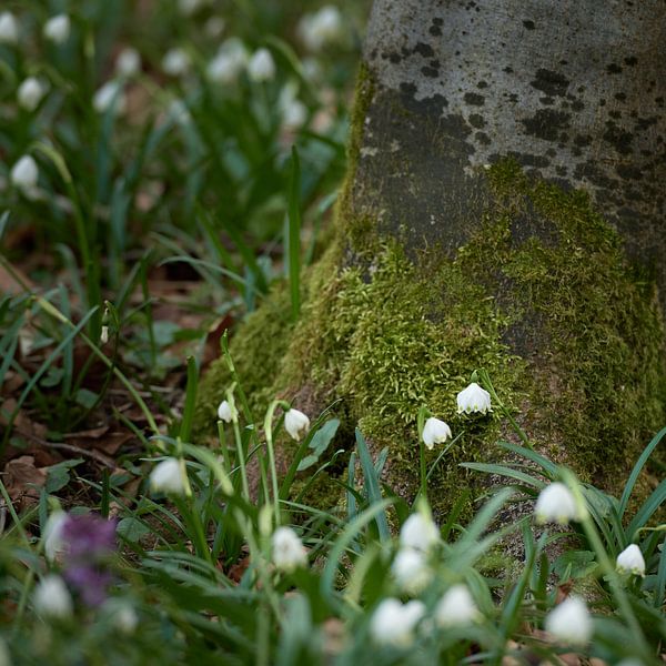Märzenbecherblüte auf der Wiese von Keith Wilson Photography