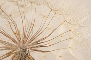 Ländliche Beschaulichkeit: Der Flaumball eines Tragopogon
