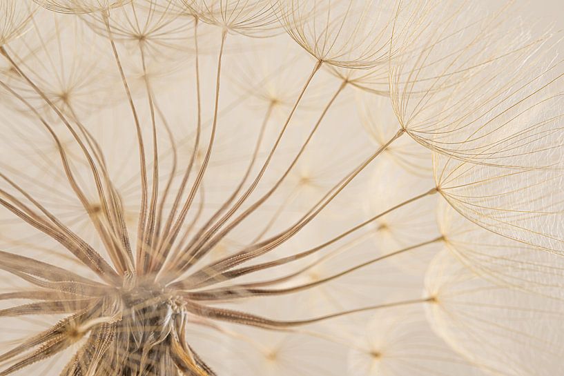 Landelijke rust: De pluizenbol van een Tragopogon van Marjolijn van den Berg