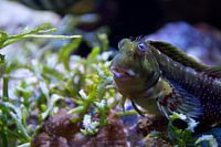 Close-ups | Blenny Vis