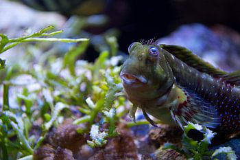 Gros plans | Blenny Vis