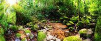 Tropisches Regenwald-Panorama von Dennis van de Water Miniaturansicht