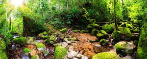 Tropisch regenwoud panorama van Dennis van de Water