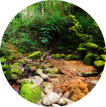 Tropisch regenwoud panorama van Dennis van de Water