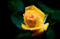 druppels op een gele roos van Yvon van der Wijk thumbnail