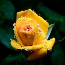 druppels op een gele roos van Yvon van der Wijk