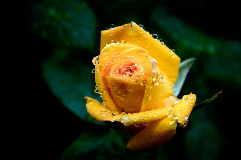 Tropfen auf einer gelben Rose von Yvon van der Wijk