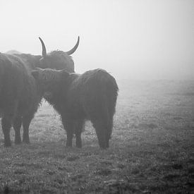 Schotse hooglanders in de mist van Petra Brouwer