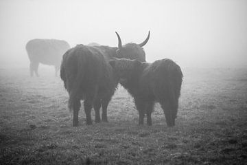 Schotse hooglanders in de mist van Petra Brouwer