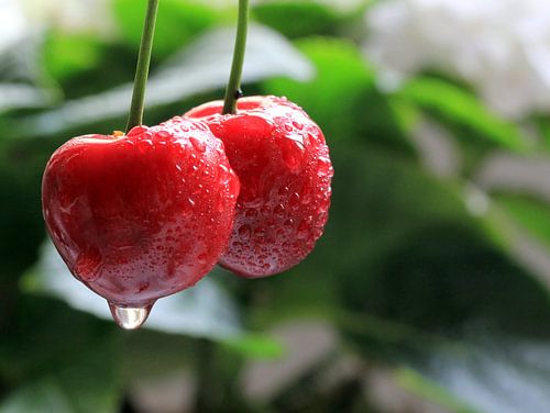 Kersen in de regen