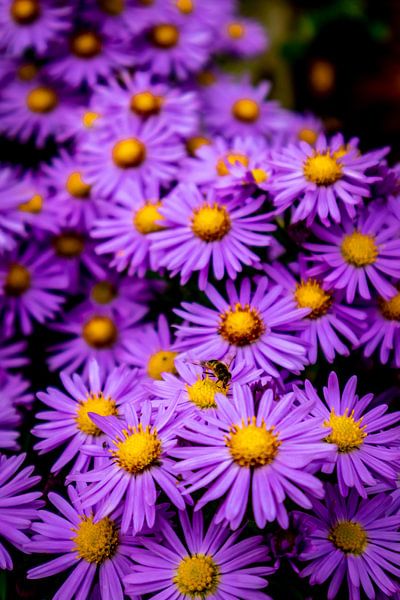 Beautiful blossoms in the home garden by Oliver Hlavaty