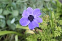 PurpleFlower