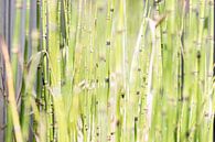 de rietkraag by Manon Visser thumbnail