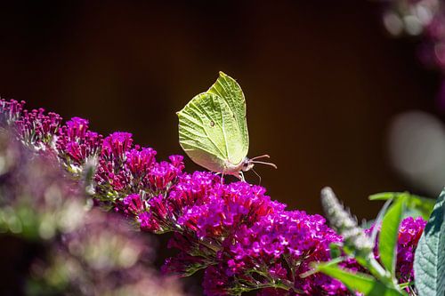 Citroenvlinder op een paarse zomerlila