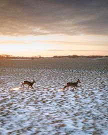Roe deer running through a snow-covered landscape at sunset by Ewold Kooistra