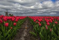 clouds over tulip field with windmill by peterheinspictures thumbnail