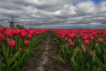 clouds over tulip field with windmill by peterheinspictures