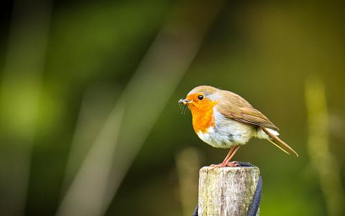Roodborstje met een maaltje in zijn snavel