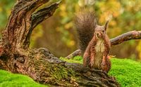 Squirrel on a rainy day