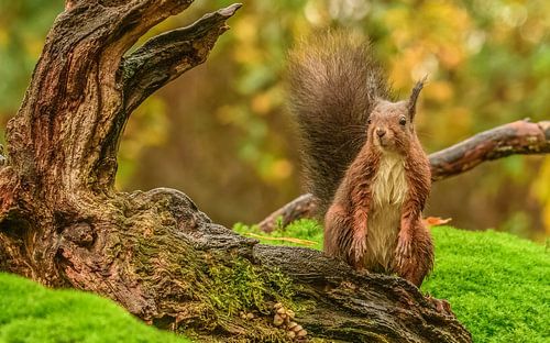 Eekhoorntje op een regenachtige dag