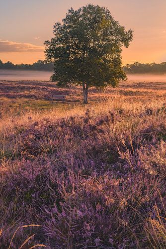 Gasterse Duinen in bloom