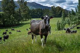 Curious cow in pasture in the hills of Matamata New Zealand by Albert Brunsting