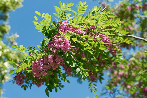 roze bloeiende robinia met de benaming Robinia margaretta Casque Rouge