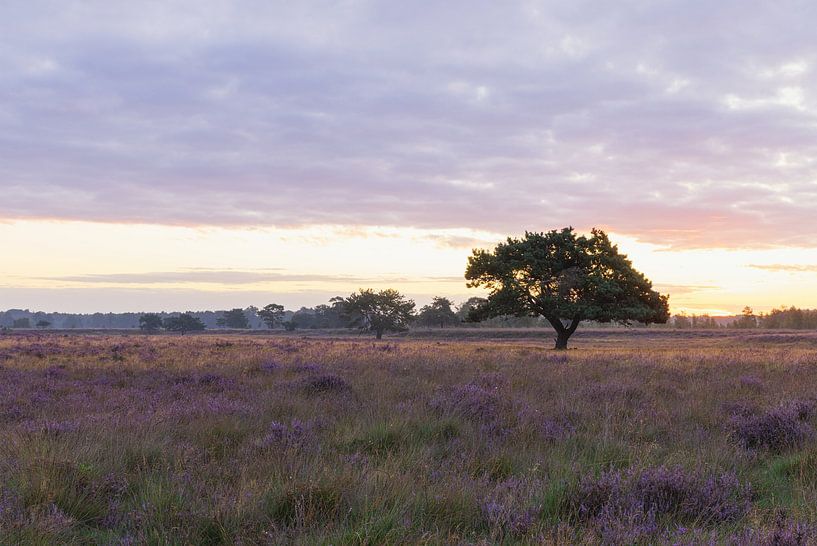 Mooiste boom van drenthe in het zonlicht tijdens zonsopkomst - Dwingelderveld (Nederland) van Marcel Kerdijk