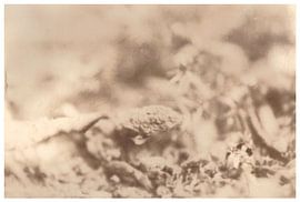 Leonar - Lith (Hamburg) _ 17 van Johannes Wobus