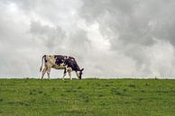 Zwartbonte koe graast bovenop een Nederlandse dijk van Ruud Morijn thumbnail