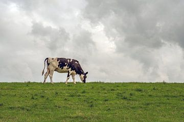 Eine schwarz-weiße Kuh grast auf einem niederländischen Deich