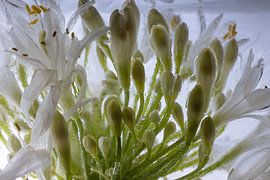 Agaphanthus in ice 5