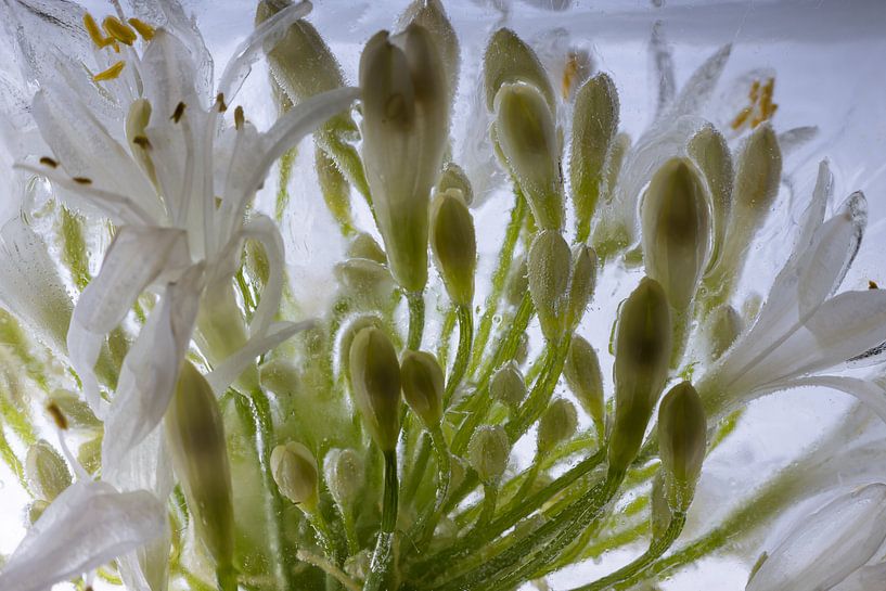 Agaphanthus in Eis 5 von Marc Heiligenstein