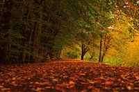 Herfstkleuren