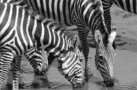 Zebra's in Tarangire NP von Karin Mooren Miniaturansicht