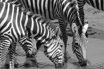 Zebra's in Tarangire NP van Karin Mooren