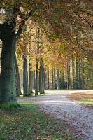 Bos in de herfst