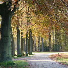 Bos in de herfst van corrie Soeteman