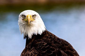 Ameerican bald eagle