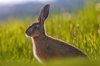 Ein Junger Feldhase sitzt auf einer grünen Wiese an einem sonnigen Sommer Morgen von Mario Plechaty Photography Miniaturansicht