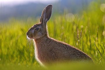 A young hare sits in a green meadow on a sunny summer morning by Mario Plechaty Photography